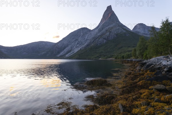 Fascinating view of Stetind in the morning light with seaweed on the shore