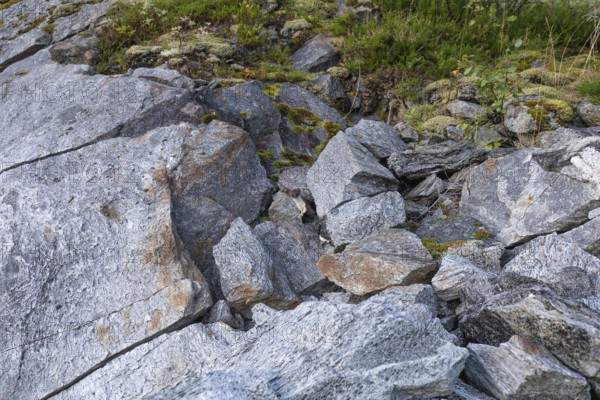 Ermine between rocks at Stetind in northern Norway