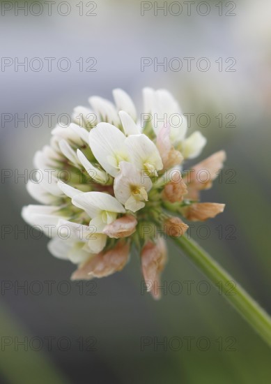 White clover (Trifolium repens), single flower, North Rhine-Westphalia, Germany
