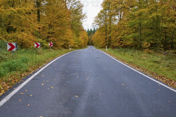 Asphalted country road with autumn trees on both sides and yellow leaves, autumn, Spessart, Bavaria, Germany