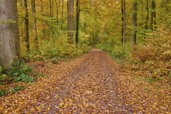 A path covered with colorful foliage leads through the forest, autumn, Spessart, Bavaria, Germany