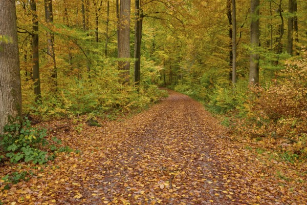 An autumnal forest trail with colorful foliage and tall trees, autumn, Spessart, Bavaria, Germany
