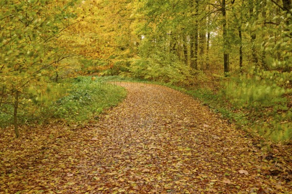 A forest trail along a ground covered with colorful leaves, autumn, Spessart, Bavaria, Germany