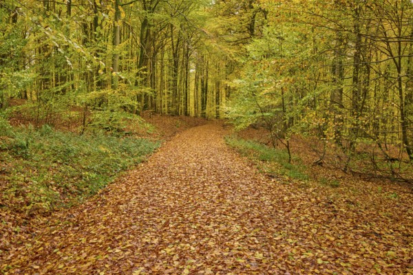 A path covered with leaves through an autumn forest, autumn, Spessart, Bavaria, Germany