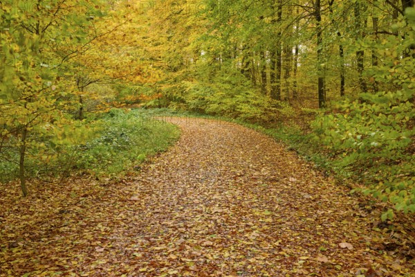 A curved forest trail with autumn leaves, autumn, Spessart, Bavaria, Germany