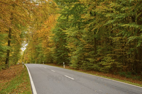 The road leads through a golden autumn forest, autumn, Spessart, Bavaria, Germany