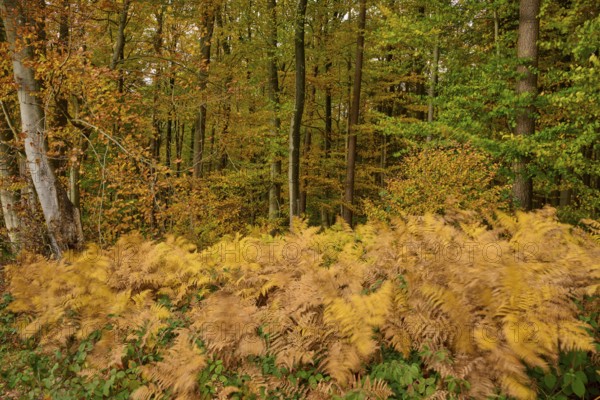 Dense fern grasses under colorful, autumnal trees, autumn, Spessart, Bavaria, Germany