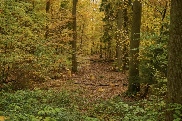 Dense, peaceful autumn forest with yellow-orange leaves and tall trees, autumn, Spessart, Bavaria, Germany
