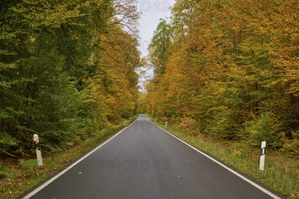 Long road through autumnal forest with mostly yellow-green trees, autumn, Spessart, Bavaria, Germany