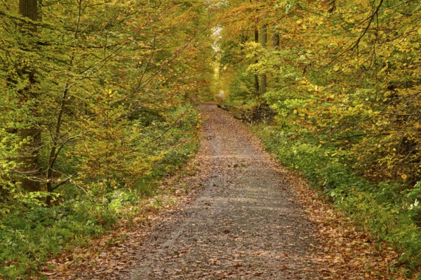 Autumn forest trail surrounded by yellow-orange leaves and tall vegetation, autumn, Spessart, Bavaria, Germany