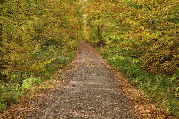 A quiet forest trail in autumn, lined with colorful foliage and trees, autumn, Spessart, Bavaria, Germany