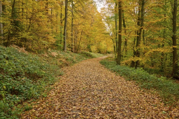 Inviting trail through the autumn-colored forest with leaves, autumn, Spessart, Bavaria, Germany