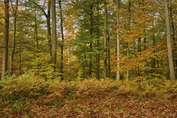 Autumn forest with colorful foliage and quiet atmosphere, autumn, Spessart, Bavaria, Germany