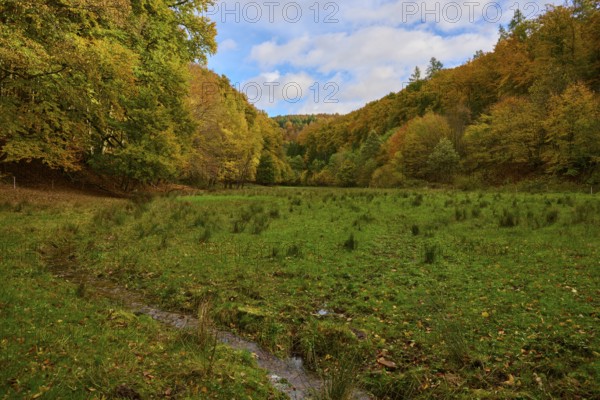 Green meadow in a valley lined with autumn trees under a blue sky, autumn, Spessart, Bavaria, Germany
