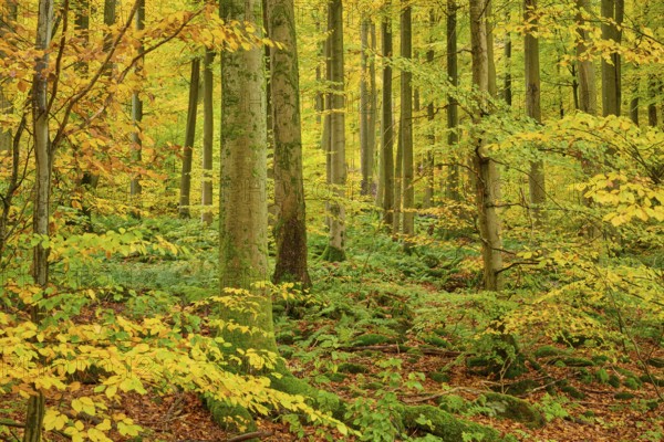 Dense autumn forest with tall, colorful trees and lush moss vegetation, autumn, Spessart, Bavaria, Germany