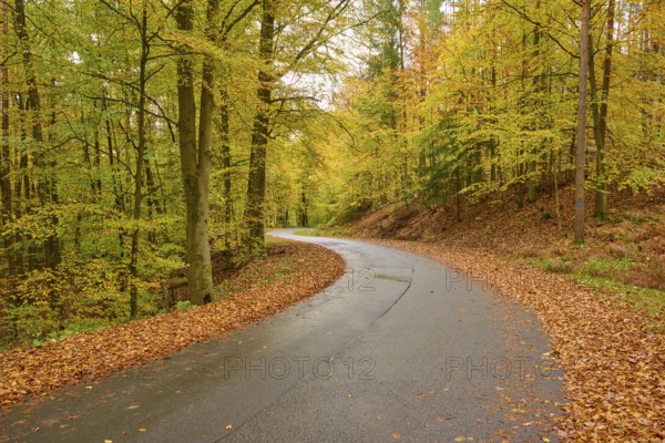 Curvy road through an autumnal forest surrounded by colorful leaves and trees, autumn, Spessart, Bavaria, Germany
