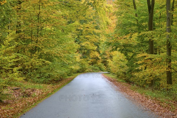 Lonely road through a colorful autumn forest, lined with leaves, autumn, Spessart, Bavaria, Germany