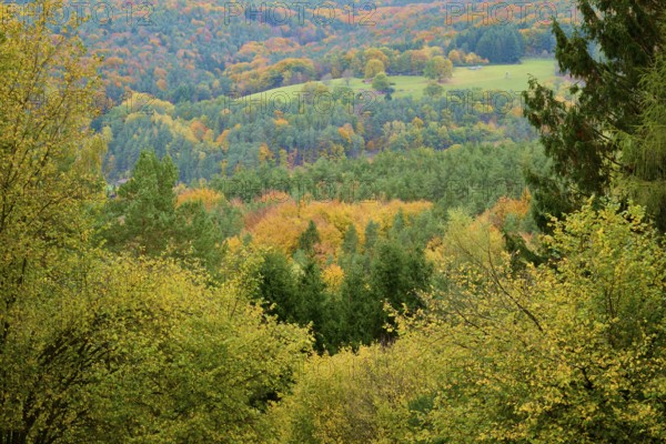Colorful trees on a hill in autumn, with green and golden leaves under cloudy sky, autumn, Spessart, Bavaria, Germany