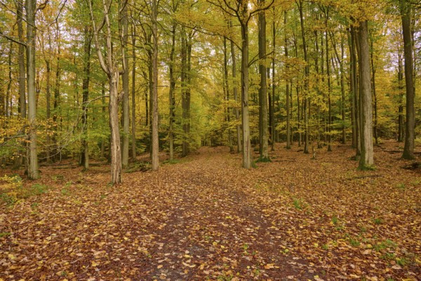 Forest trail in autumn, covered with colorful foliage under tall trees, autumn, Spessart, Bavaria, Germany