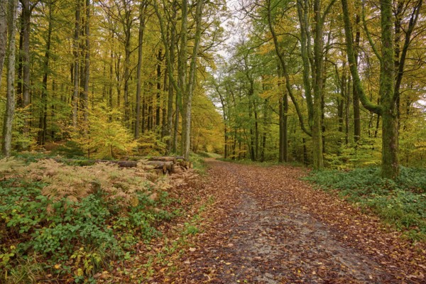 Autumn forest with path covered with colorful foliage and surrounded by tall trees, autumn, Spessart, Bavaria, Germany