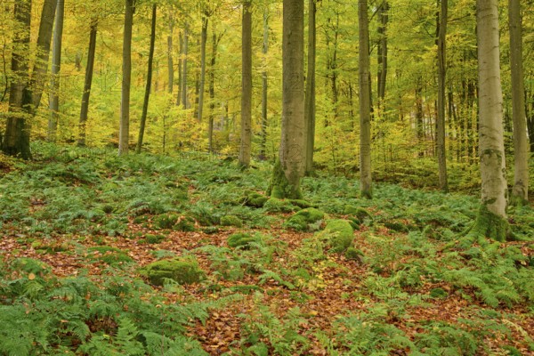 Autumn forest with dense fern growth and tall trees, under moss-covered terrain, autumn, Spessart, Bavaria, Germany