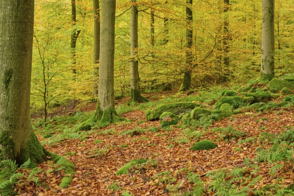 Quiet forest with moss-covered soil and colorful leaves on the trees, autumn, Spessart, Bavaria, Germany