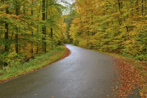 Empty road with autumn-colored forest lined with golden leaves on the ground, autumn, Spessart, Bavaria, Germany