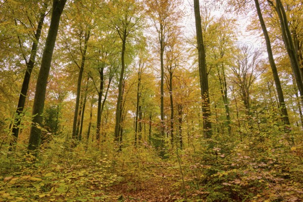 Sublime tall trees in an autumnal forest with yellow and green leaves, autumn, Spessart, Bavaria, Germany