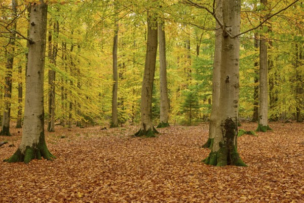 Autumn forest with high-altitude trees and yellow deciduous soil, autumn, Spessart, Bavaria, Germany