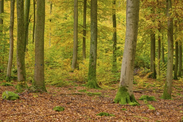 Quiet forest covered with tall trees and moss, surrounded by autumn leaves, autumn, Spessart, Bavaria, Germany