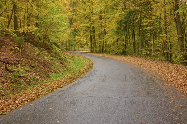 Deserted road covered with foliage flanked by autumn-colored trees in the forest, autumn, Spessart, Bavaria, Germany