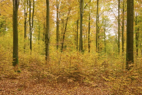 Harmonious forest scene with yellow autumn leaves and a quiet atmosphere, autumn, Spessart, Bavaria, Germany