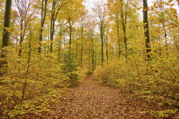 Inviting trail in golden autumn forest with yellow leaves and tall trees, autumn, Spessart, Bavaria, Germany