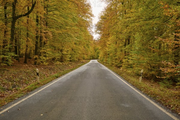 Quiet street surrounded by autumn trees and golden foliage, autumn, Spessart, Bavaria, Germany