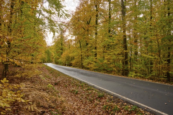 Lonely road through autumn forest with yellow and orange leaves, autumn, Spessart, Bavaria, Germany