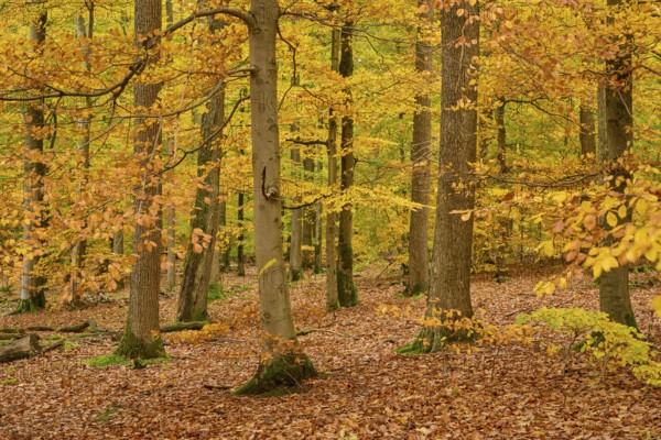 Autumn forest with orange leaves and quiet atmosphere, autumn, Spessart, Bavaria, Germany