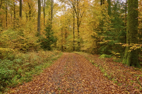 Idyllic trail in autumn forest with yellow leaves and tall trees, autumn, Spessart, Bavaria, Germany