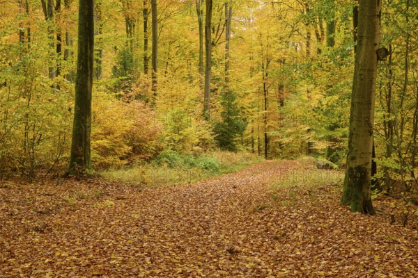 A peaceful forest trail covered with autumn leaves in yellow and orange, autumn, Spessart, Bavaria, Germany