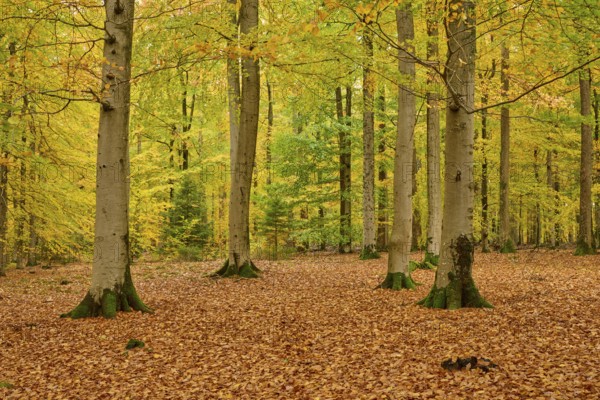 Different trees in an autumn-colored forest, autumn, Spessart, Bavaria, Germany