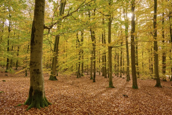 Sun rays flood autumnal forest with yellow leaves, autumn, Spessart, Bavaria, Germany