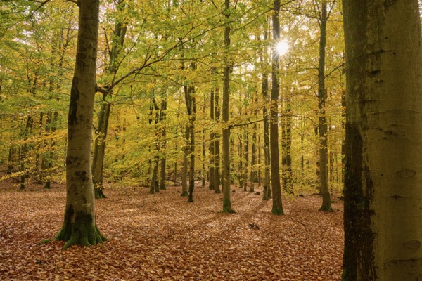 Autumn forest with sunlight and yellow leafy soil, autumn, Spessart, Bavaria, Germany