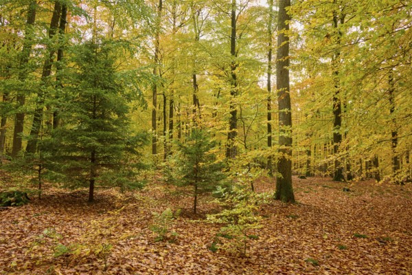 Green and yellow glowing trees in autumn forest with foliage, autumn, Spessart, Bavaria, Germany