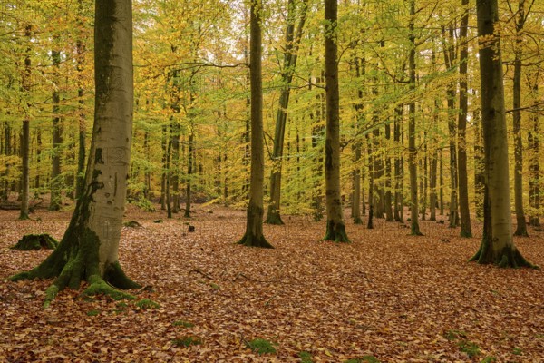 Tall trees in an autumnal forest with yellow leaves, autumn, Spessart, Bavaria, Germany