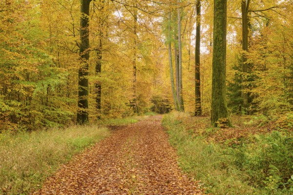 Warm autumn trail in the forest with yellow leaves and tall trees, autumn, Spessart, Bavaria, Germany
