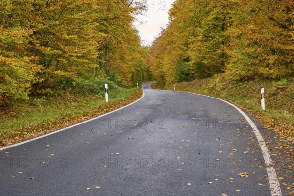 Curvy country road lined with autumn trees with yellow leaves, autumn, Spessart, Bavaria, Germany