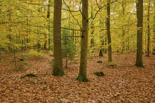 Autumn forest with yellow foliage and tall trees, autumn, Spessart, Bavaria, Germany