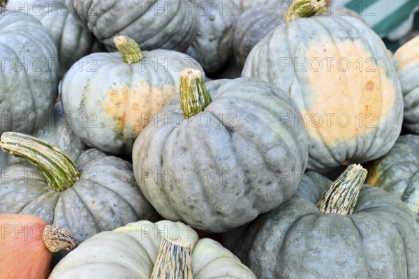 Muted blue Jarrahdale pumpkins in a pile