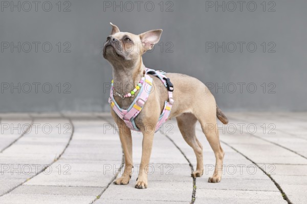 Side view of blue fawn French Bulldog with long healthy nose and tail wearing a y-shaped dog harness and necklace in front of gray wall
