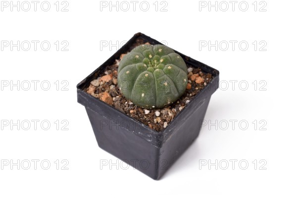 Small 'Matucana Madisoniorum' cactus plant in flower pot on white background