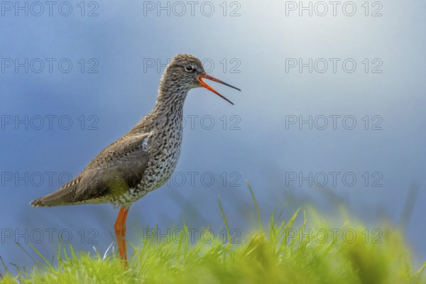 Redshank (Tringa totanus) makes warning calls from its elevated sitting area, Grimsey Island, Iceland